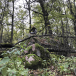 Mies luonnossa metsässä. Luonnossa liikkuminen tukee terveyttä, palautumista ja toimintakykyä.